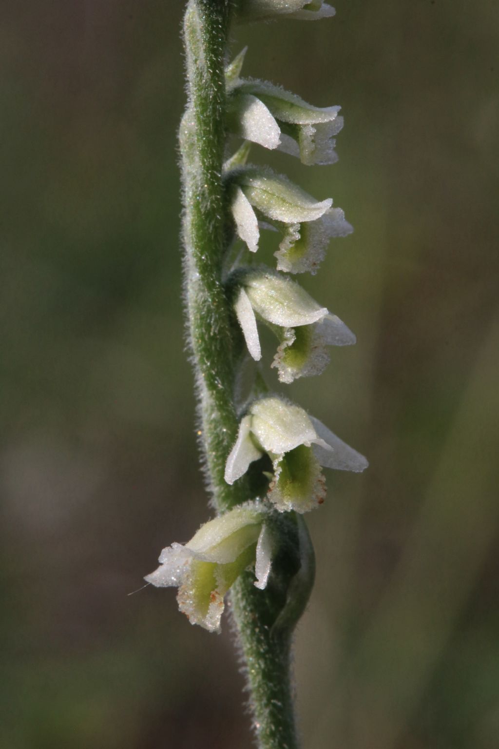 Ancora Spiranthes presso Vecchiano